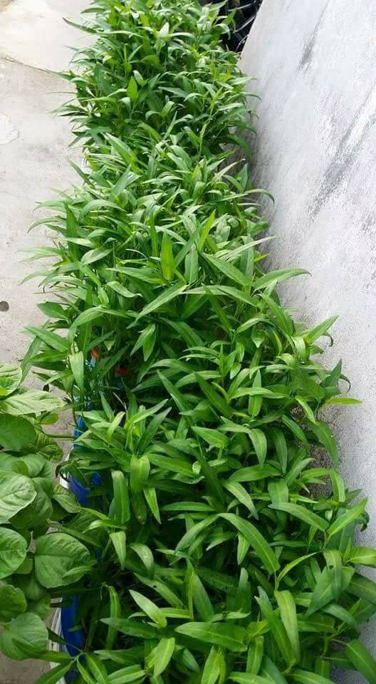 Wow 3 Minggu Dah Tuai Hasil, Cara Tanam Kangkung Dalam Baldi