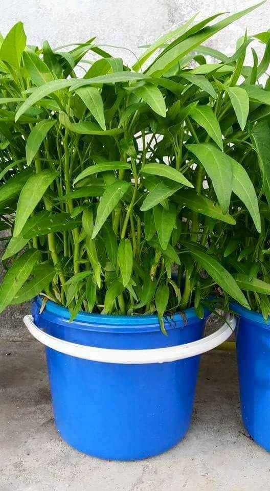 Wow 3 Minggu Dah Tuai Hasil, Cara Tanam Kangkung Dalam Baldi