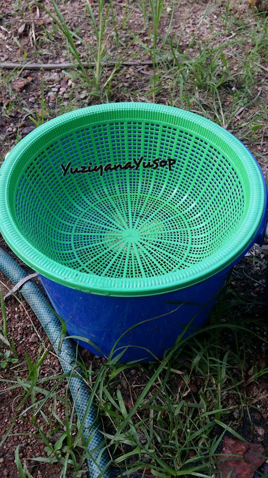 Wow 3 Minggu Dah Tuai Hasil, Cara Tanam Kangkung Dalam Baldi