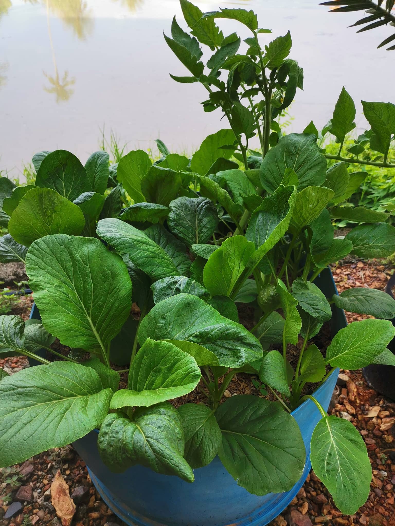 Wow! DIY Baja Organik Mudah Dan Murah Untuk Sayur, Buah Dan Bunga 7 sawi