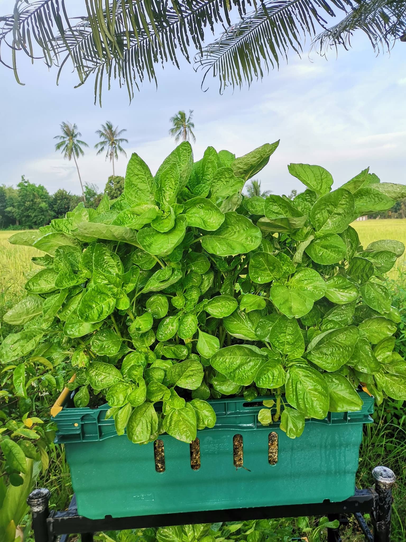 Wow! DIY Baja Organik Mudah Dan Murah Untuk Sayur, Buah Dan Bunga 2 Wow! DIY Baja Organik Mudah Dan Murah Untuk Sayur, Buah Dan Bunga