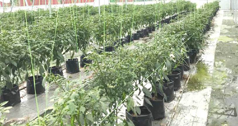 Panduan Lengkap Dan Cara Tanam Cili Dari Biji Benih dalam Pasu Atau Polibeg 2 Panduan Lengkap Tanam Cili Dari Biji dalam Pasu, Polibeg