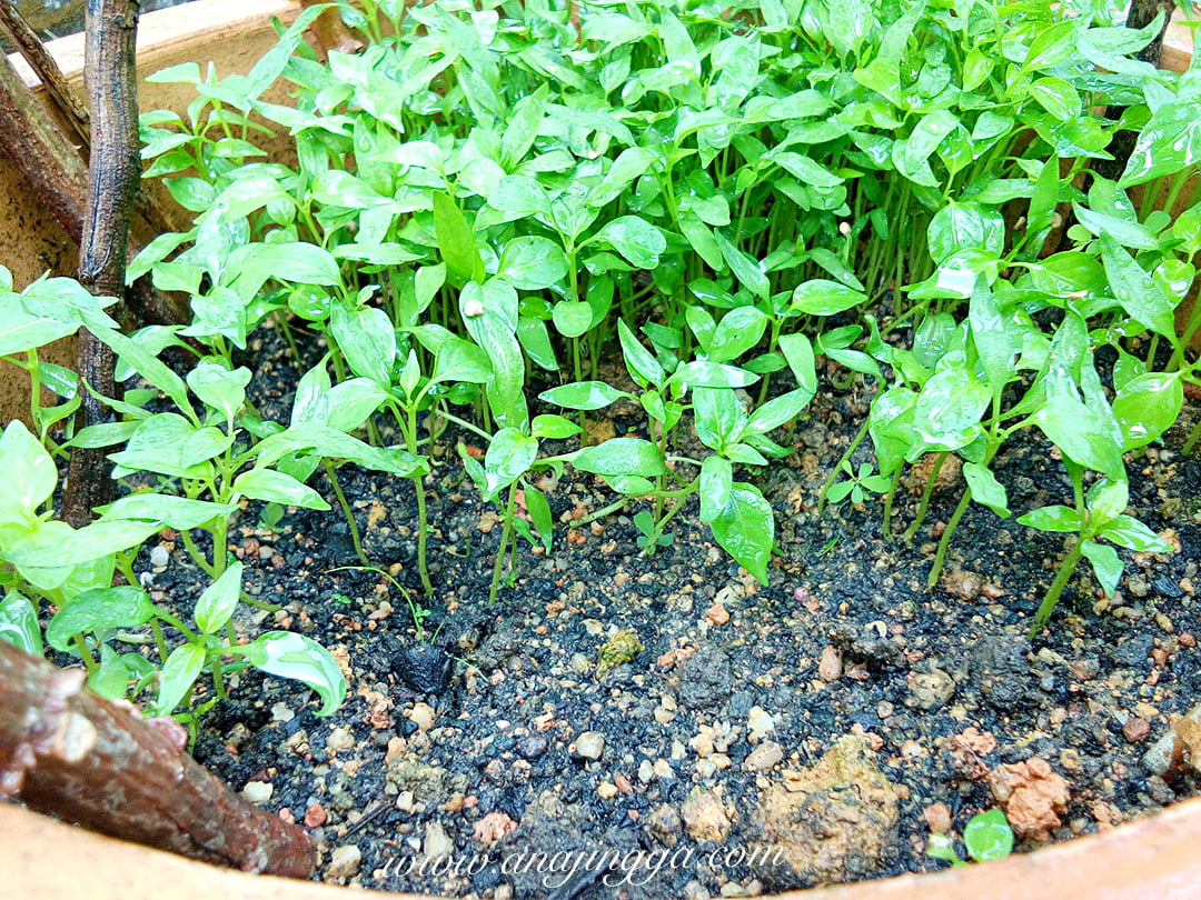 Panduan Lengkap Dan Cara Tanam Cili Dari Biji Benih dalam Pasu Atau Polibeg 5 IMG 20180909 092027 mh1537450107810