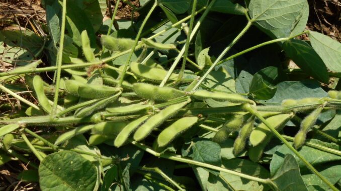 Wow! Tanam kacang bulu lebih lumayan daripada makan gaji sebagai pengurus projek 2 Tanam kacang bulu lebih lumayan daripada makan gaji sebagai pengurus projek