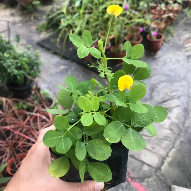 Wow! Tanam kacang bulu lebih lumayan daripada makan gaji sebagai pengurus projek 3 Tanam kacang bulu lebih lumayan daripada makan gaji sebagai pengurus projek