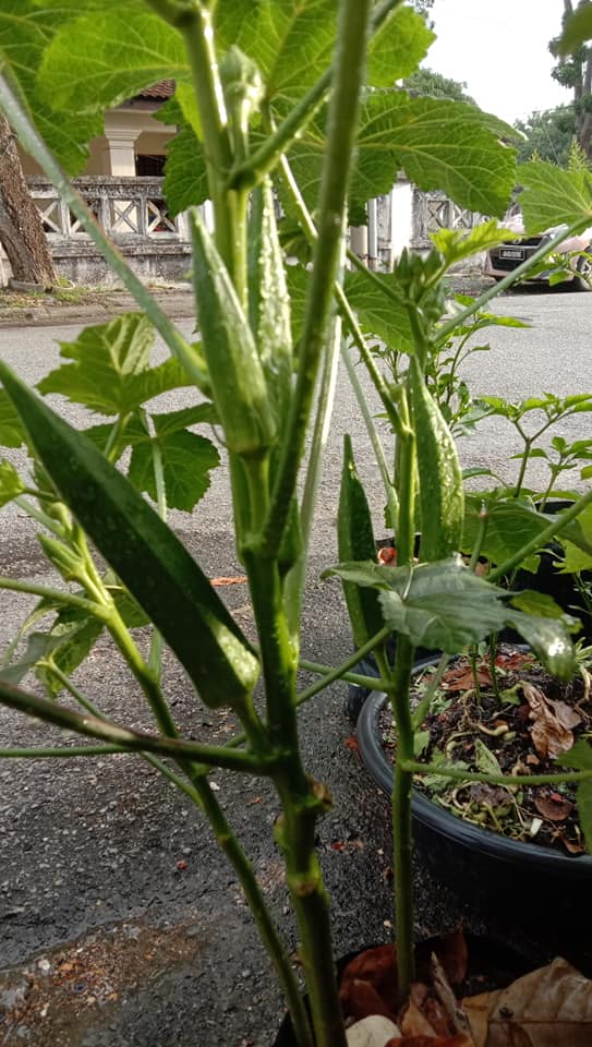 Cara Tanam Bendi Berbuah Banyak, Setiap Celah Akan Ada Buahnya 2 Cari Benih Bendi Renek