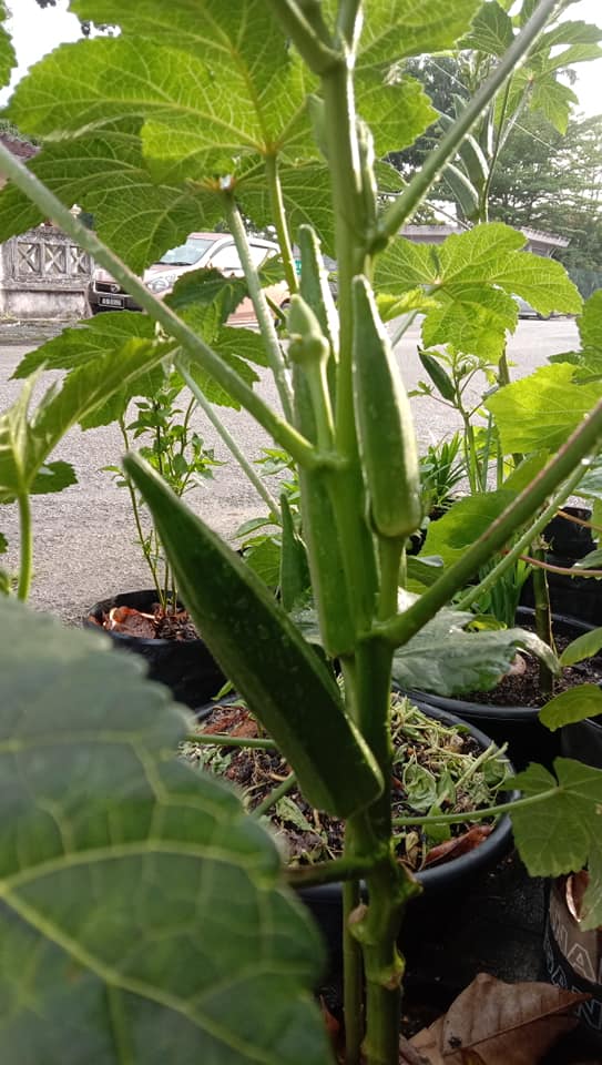 Cara Tanam Bendi Berbuah Banyak, Setiap Celah Akan Ada Buahnya 4 Daun Kena Buang Bila Petik Buah