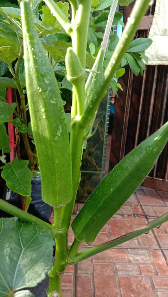 Cara Tanam Bendi Berbuah Banyak, Setiap Celah Akan Ada Buahnya 3 Letak Tempat Penuh Cahaya