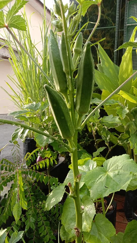 Cara Tanam Bendi Berbuah Banyak, Setiap Celah Akan Ada Buahnya 5 petik bendi buang sekali daunnya