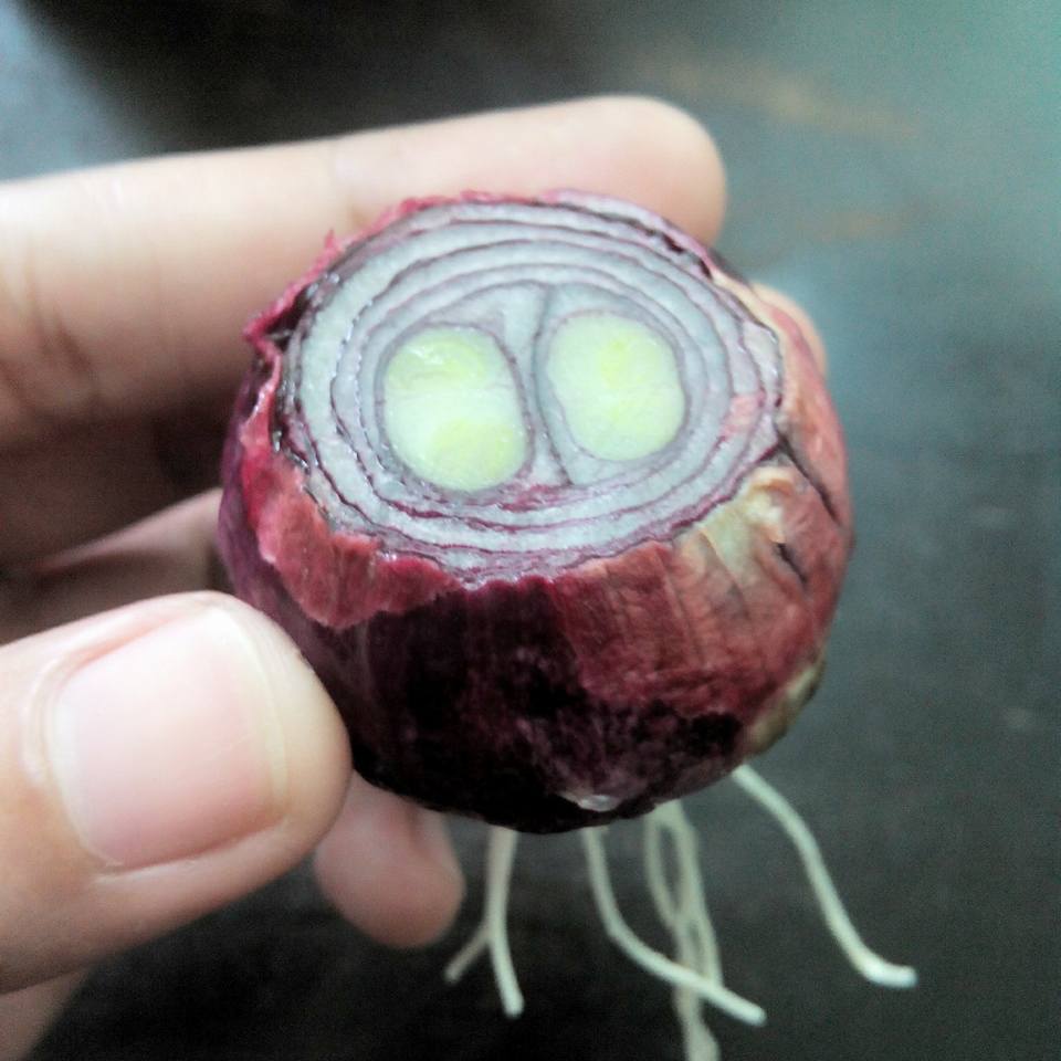 Cara Tanam Pokok Daun Bawang Guna Bekas Telur, Mudah Dan Lebih Segar! 6 Tanam Pokok Daun Bawang Guna Bekas Telur