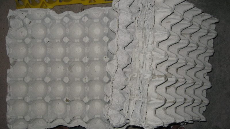 Cara Tanam Pokok Daun Bawang Guna Bekas Telur, Mudah Dan Lebih Segar! 2 Tanam Pokok Daun Bawang Guna Bekas Telur