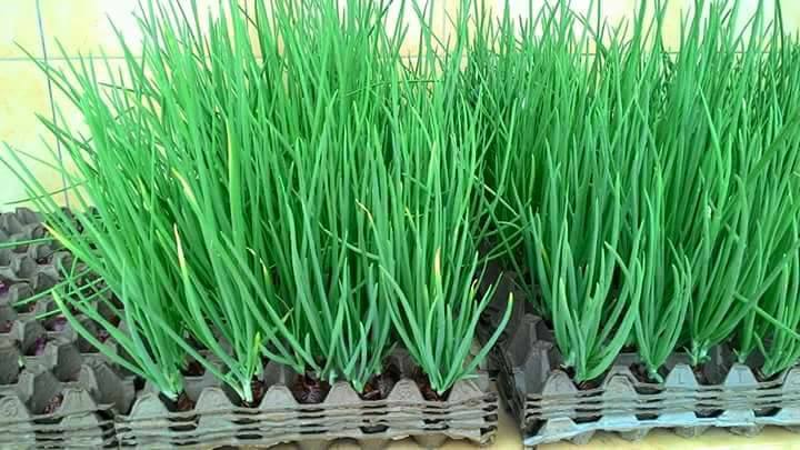 Cara Tanam Pokok Daun Bawang Guna Bekas Telur, Mudah Dan Lebih Segar! 7 Tanam Pokok Daun Bawang Guna Bekas Telur