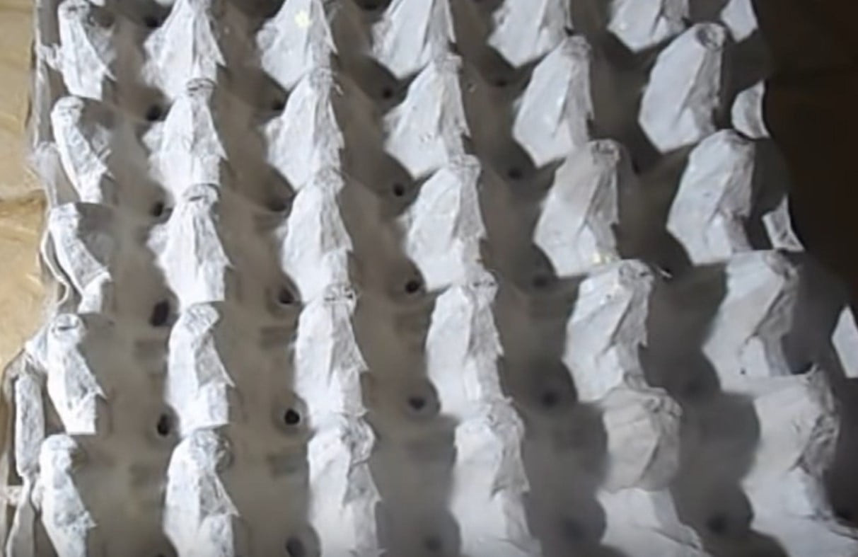 Cara Tanam Pokok Daun Bawang Guna Bekas Telur, Mudah Dan Lebih Segar! 3 Tanam Pokok Daun Bawang Guna Bekas Telur