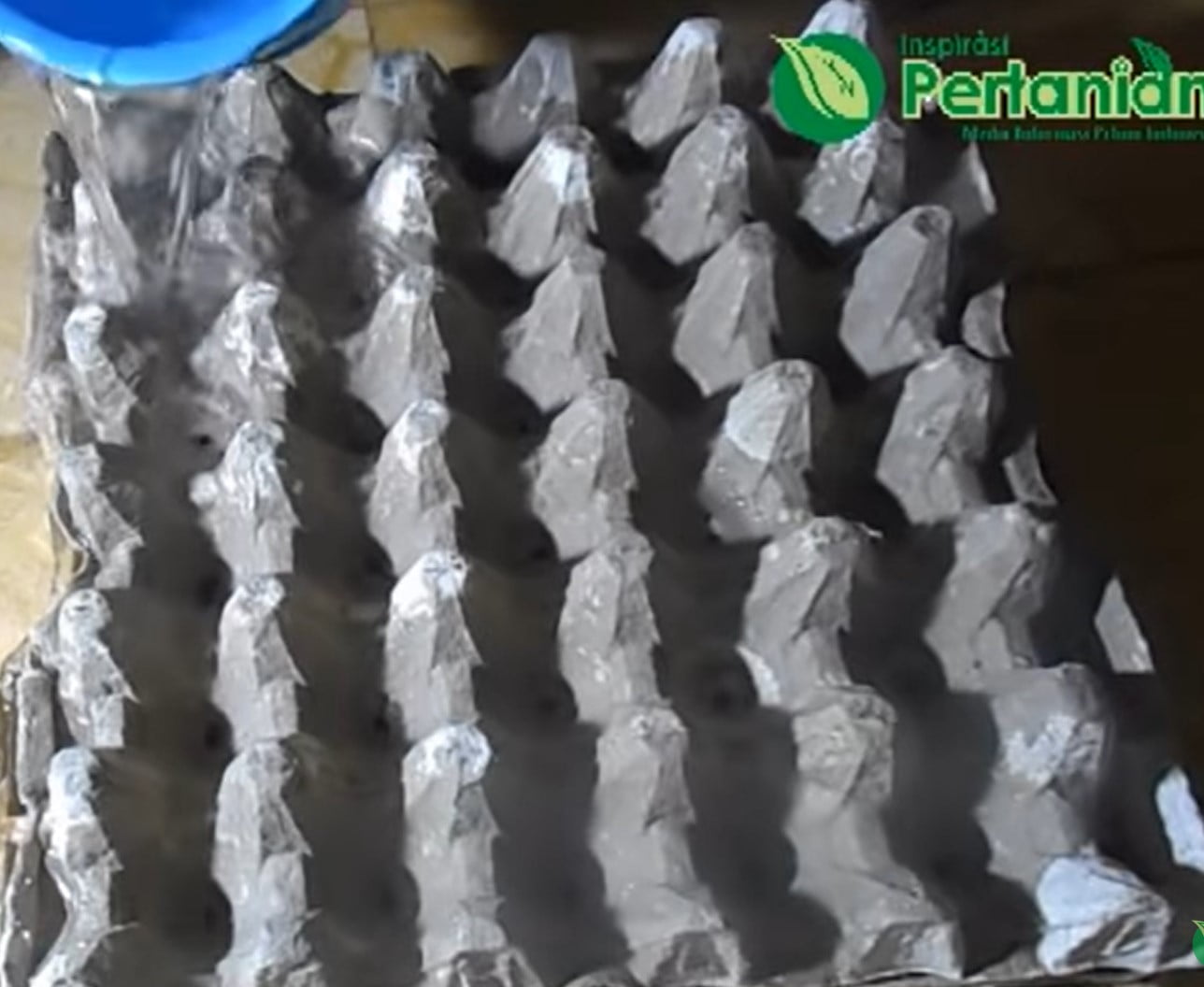 Cara Tanam Pokok Daun Bawang Guna Bekas Telur, Mudah Dan Lebih Segar! 4 Tanam Pokok Daun Bawang Guna Bekas Telur