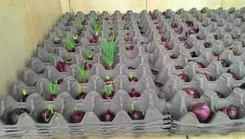 Cara Tanam Pokok Daun Bawang Guna Bekas Telur, Mudah Dan Lebih Segar! 5 Tanam Pokok Daun Bawang Guna Bekas Telur