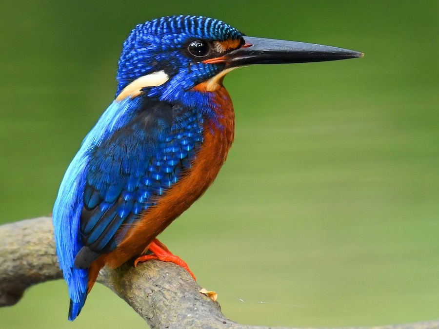 Raja Udang Borneo
