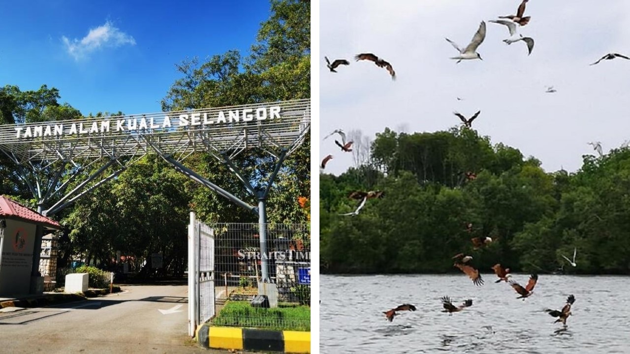 Tempat Menarik untuk Melihat Burung di Malaysia